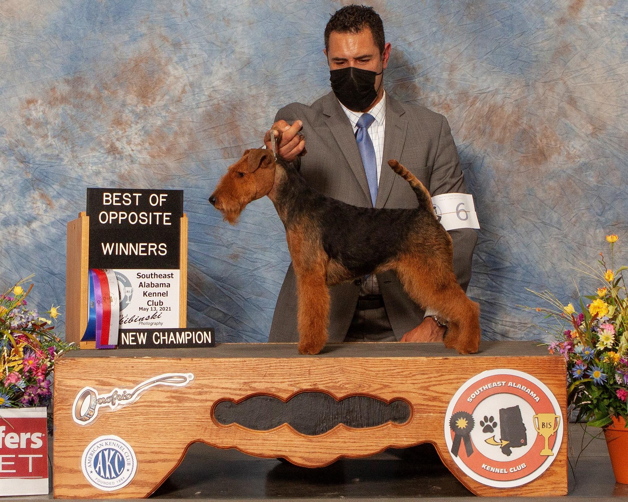 Gryphon Roc Kennels Atlanta, GA in Welsh Terrier puppies