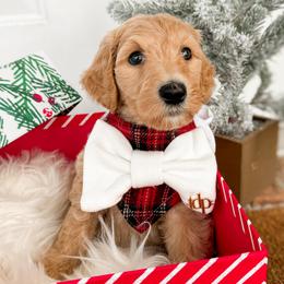 Goldendoodle Puppies from Summer Sun Doodles