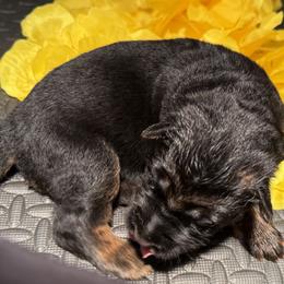 Girl 2 - female German Shepherd puppy in Yorkville, Illinois from Vom Archbold Haus World Class German Shepherds