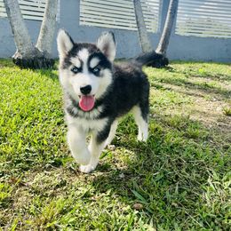 Maltese and Siberian Husky Puppies from Nyx’s Pack