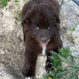 Spider-Man - Red & white male Australian Shepherd puppy in Whitwell, Tennessee from Owl Hollow Farm