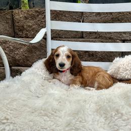 Logan - Piebald male Dachshund puppy in Rio Linda, California from Destiny's Mini Doxies