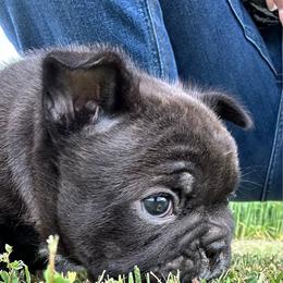 Smudge - Brindle and white male French Bulldog puppy in Kerens, West Virginia from Leather & Lace