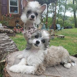 Bobby - White and black male Chinese Crested puppy in Union City, New Jersey from Marina Konstantinova's Cresteds