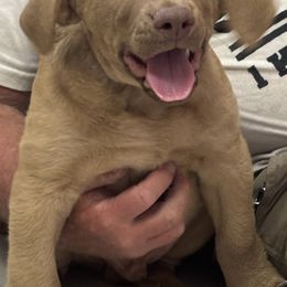Orange collar - Brown male Chesapeake Bay Retriever puppy in Las Vegas, Nevada from Birdsview Chesapeake Kennel