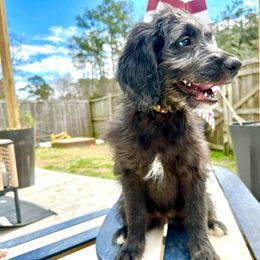 Cruella - Black Goldendoodle puppy in Moncks Corner, South Carolina from Sweetgrass Goldendoodles of Moncks Corner