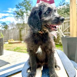 Cruella - Black Goldendoodle puppy in Moncks Corner, South Carolina from Sweetgrass Goldendoodles of Moncks Corner