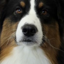 Australian Shepherds from Navarro Australian Shepherds