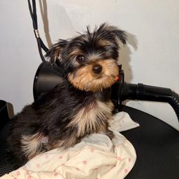 Kion - Black and gold male Yorkshire Terrier puppy in Fort Myers, Florida from Katherine’s Yorkies and Poodles