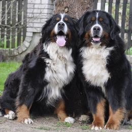 Bernese Mountain Dogs from Redbridgekennels
