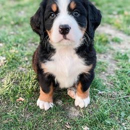 Bernedoodle and Bernese Mountain Dog Puppies from MI Doodles