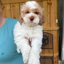 Fred-Etta - Red and white female Cockapoo puppy in Holton, Indiana from MoonShine Babies