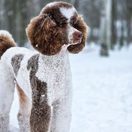 Magnus - Poodle