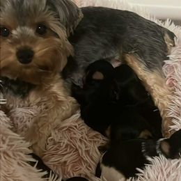 Minkah - Yorkshire Terrier