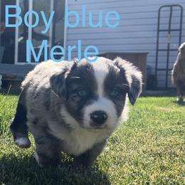 Boy 4 - Blue merle male Miniature Australian Shepherd puppy in Mountain Home, Idaho from Jessie's Miniature Australian Shepherds