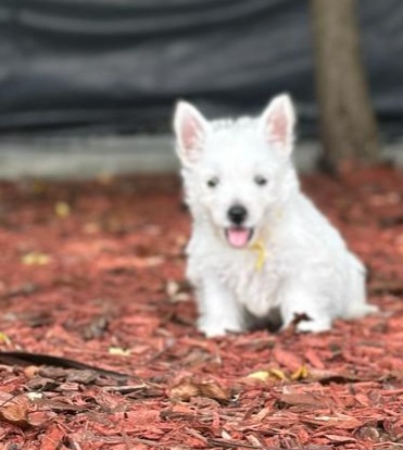 West Highland White Terrier Puppies from Westies of Morrison