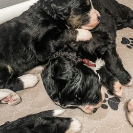 Bernedoodle Puppies from Baldridge Bernedoodles