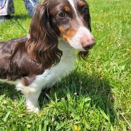 Dachshund puppies from Doxie Dynasty