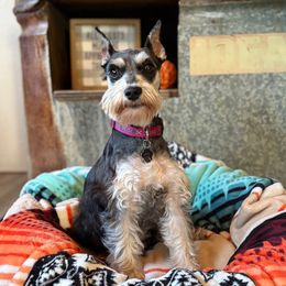 Libby - Miniature Schnauzer