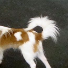 Papillons from Sierra Papillons