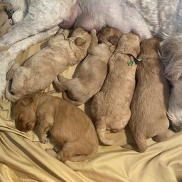 Goldendoodle Puppies from Downeys Double Doodles of KY