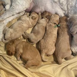Goldendoodle Puppies from Downeys Double Doodles of KY