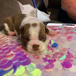 Lilac - Red female Boston Terrier puppy in Goshen, Ohio from Washburns bostons