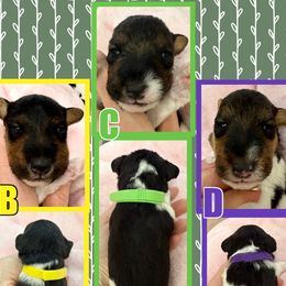 Girl 1 - Wire Fox Terrier puppy from Linwood Wires