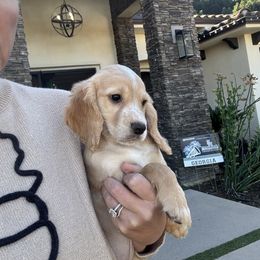 Red Buff English Cocker - Red female Cocker Spaniel puppy in Bonsall, California from CuttinBlue Farms