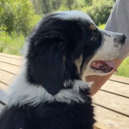 Australian Shepherd Puppies from Heritage Creek Preservation Farm