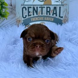 Purple collar Isabella - Liver female French Bulldog puppy in Jefferson City, Missouri from Central Frenchie Haven