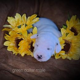 Dalmatian Puppies from Rock Valley Dals