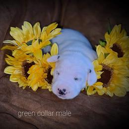 Dalmatian Puppies from Rock Valley Dals