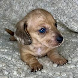 Gucci - Dapple male Dachshund puppy in Tulare, California from Dreamy Creamies