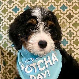 Bernedoodle Puppies from Beary Sweet Doodles