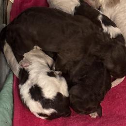 Boy 4 - Brown male Lagotto Romagnolo puppy in Old Saybrook, Connecticut from Sherlyn Kennels