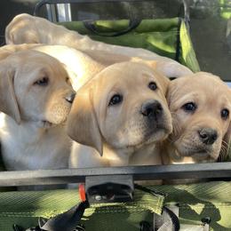 Labrador Retriever Puppies from Heather Luis