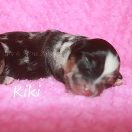 Kiki - Blue merle female Miniature American Shepherd puppy in Godley, Texas from Flying H Toy and Mini Aussies