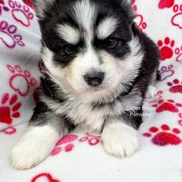 Vegas - Black and white male Pomsky puppy in Sheffield, Iowa from Clover Ridge Pomskies