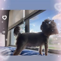 Yorkshire Terrier Puppies from Toy Town Yorkies
