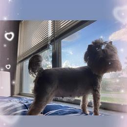 Yorkshire Terrier Puppies from Toy Town Yorkies