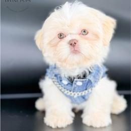 Emrick - White male Shih Tzu puppy in League City, Texas from Divine Pups