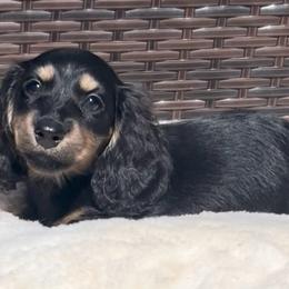 Zippy - Black and cream female Dachshund puppy in Kalama, Washington from Dazzling Doxies