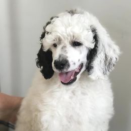 Poodles from Macdoodle Kennel