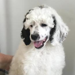 Poodles from Macdoodle Kennel
