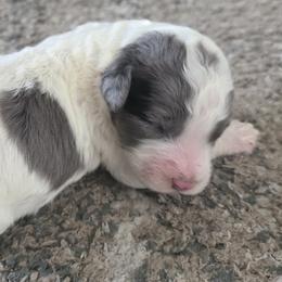 Boy 1 - male Sheepadoodle puppy in Owensville, Missouri from Oak Valley Kennels