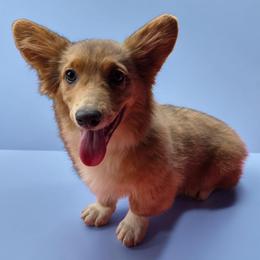 Red Bluie fluffy - Blue male Pembroke Welsh Corgi puppy in Unicoi, Tennessee from East Tennessee Clark Corgis