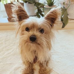 Marshall - Yorkshire Terrier