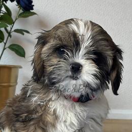 Tommy - Black gold and white male Cavatzu puppy in Oklahoma from Rocky Oak Cavaliers & Biewer Terriers LLC