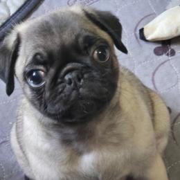 Girl 3 - Fawn female Pug puppy in Gaffney, South Carolina from Sunset Farms